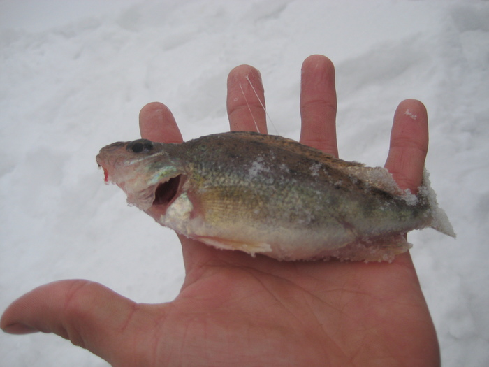 Комендант ухи!