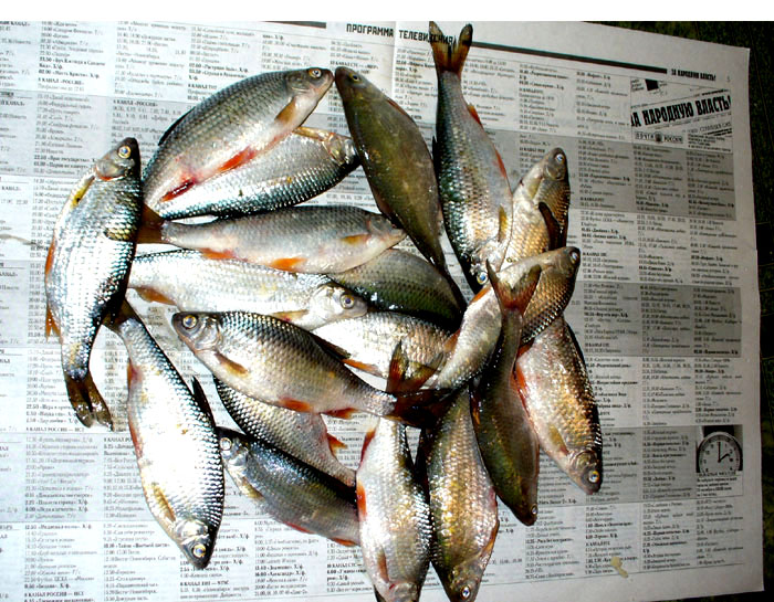 "Плотва"
Котлован на ЖБИ.  Улов 7 марта 2010 г.