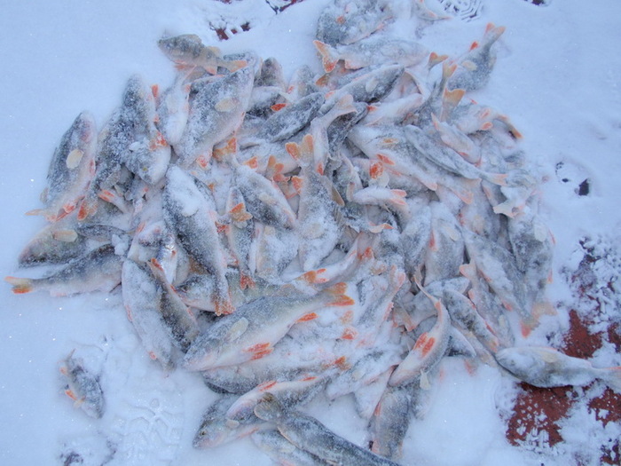 08/03/2010 Cузунский р-он.  старица