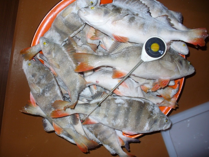 Улов за день