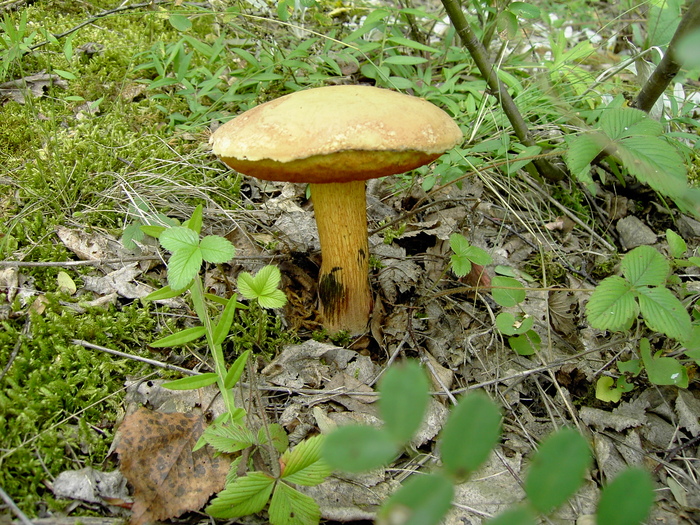 Барсуково