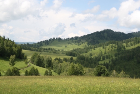 Зеленые просторы Алтая