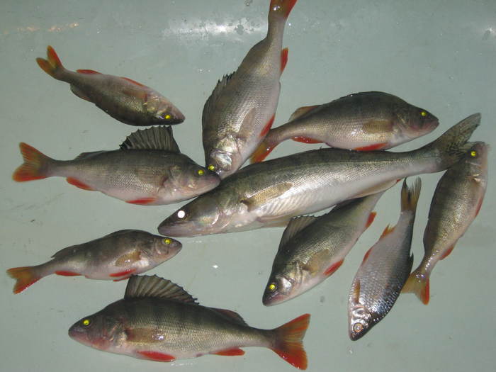 МОРОЗОВА