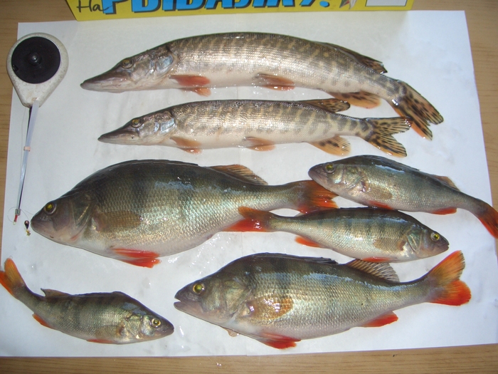 09-04-2010. р. Обь