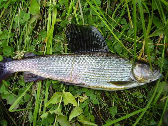 хариузок