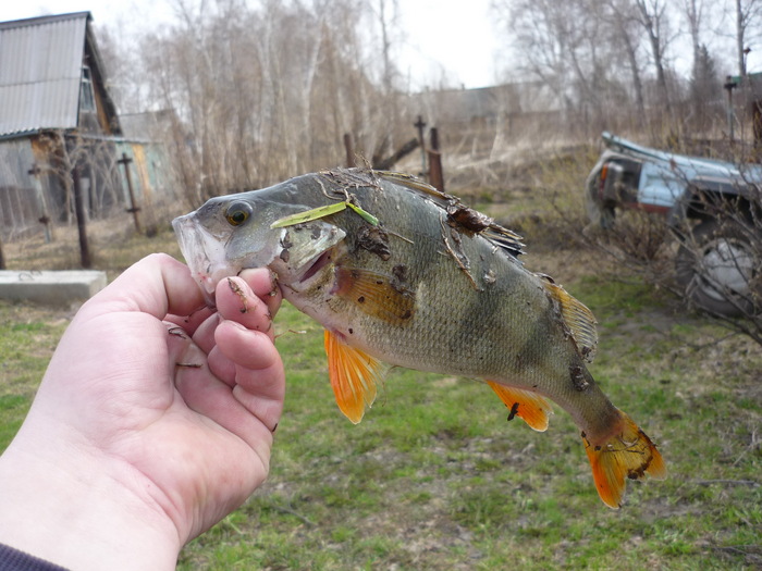 Красив разбойник