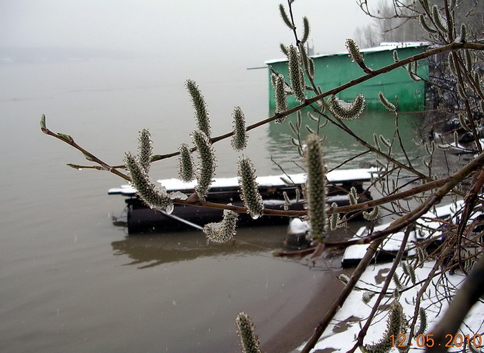 Тальник цветет. 