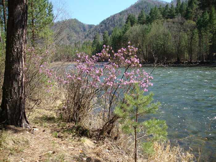 Багульник