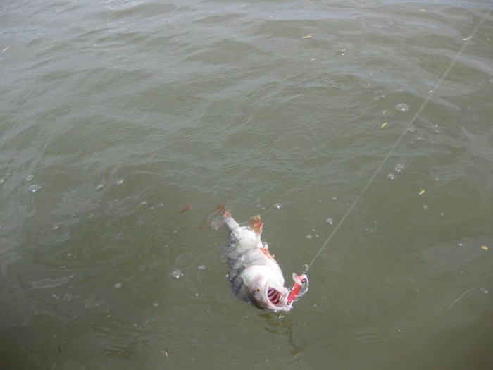 на Cristall minnow