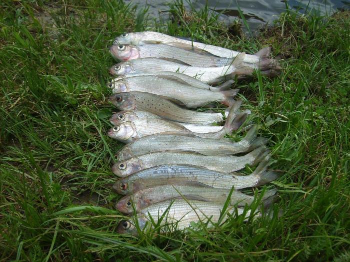 Вода упала, харюзок помаленьку клюёт