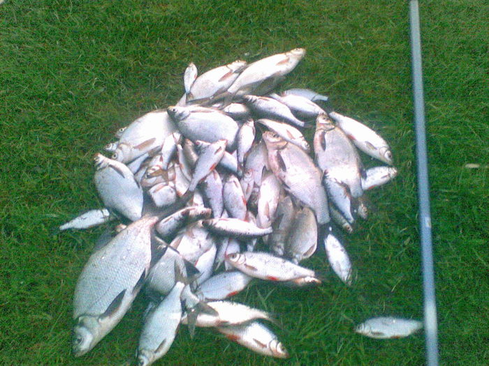 Вечерний клеев, река Уень 04.06.2010.