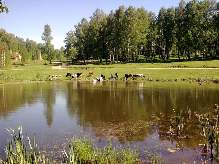 Деревенский пруд (Раздольное), вид на дорогу на платник