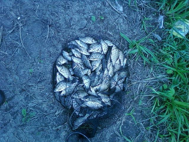 18/07/2010 Быково. Даёшь карася мелкого, но ...
