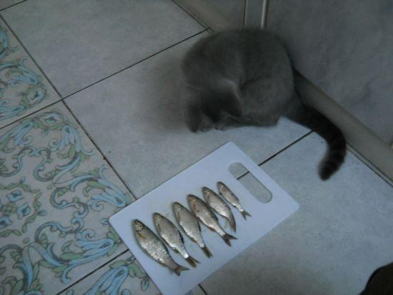 Кот обалдел!!!