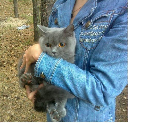 в районе Спирино найдена кошка, британец. Если кто что знает, пишите в личку