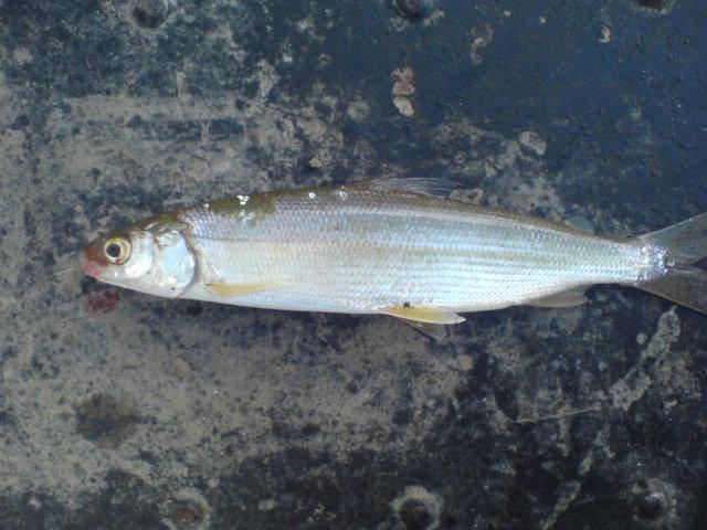 Сиг с лены