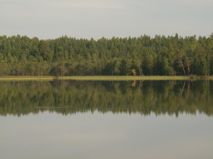 Озеро в лесу