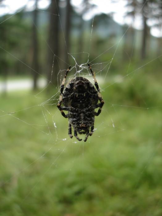 SPIDER