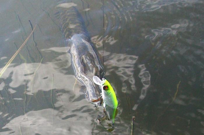 разловил Megabass Vision One Ten