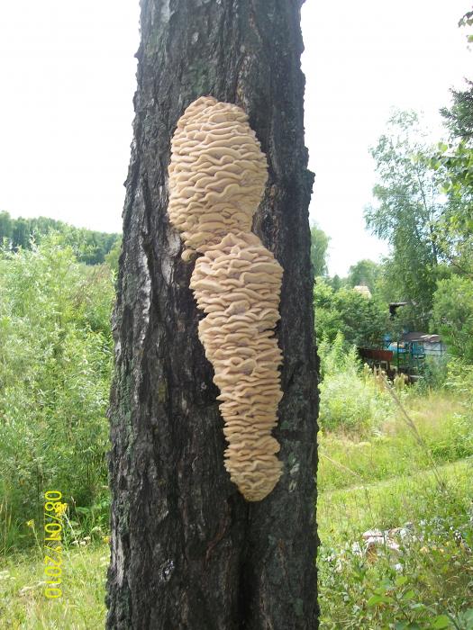 Лесная шаурма
