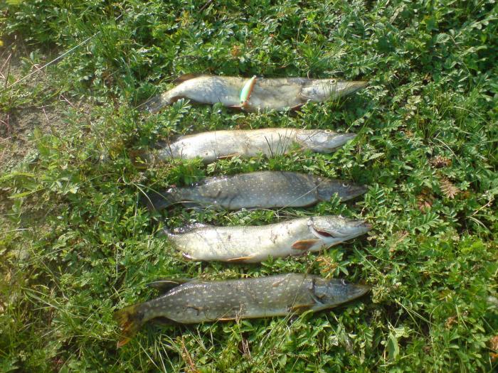Чуас. Воскресенье. Утро. Шучка 500-600 гр. Герой дня Yo-Zuri SS Minnow