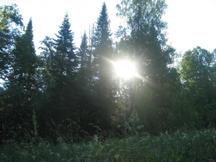 Лес Салаира