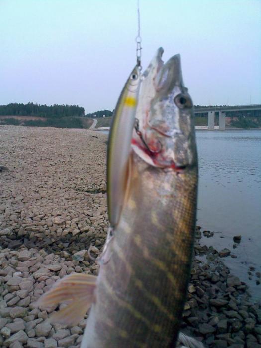 Разловленная Daiwa TD Minnow 1091