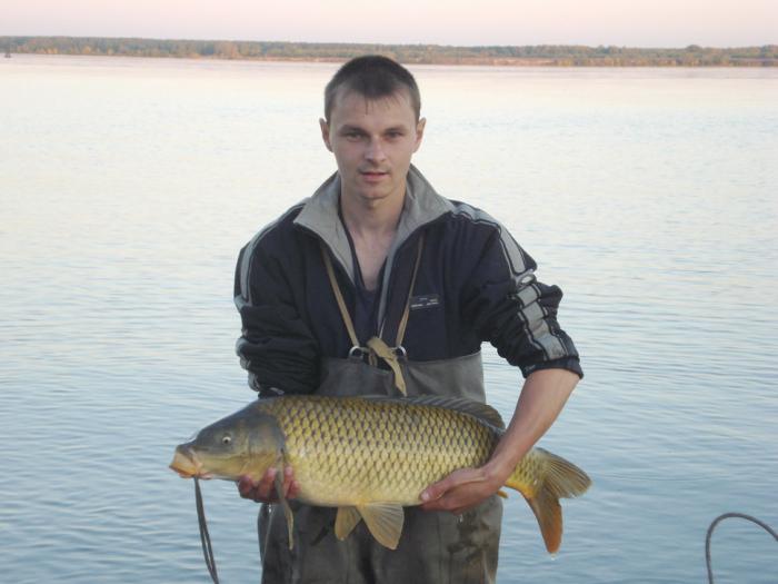 Сазан,7700,пойманный приловом.