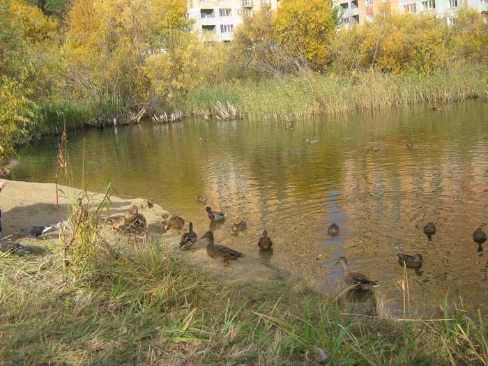утинная заимка Н.Е