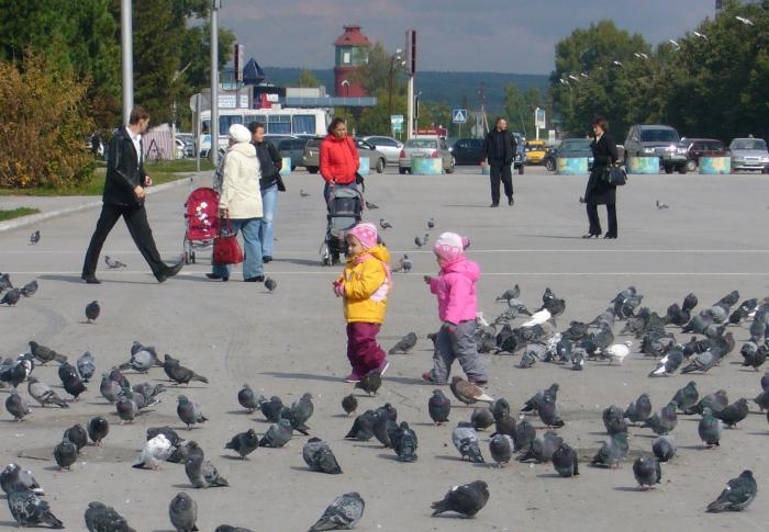 Дети и голуби