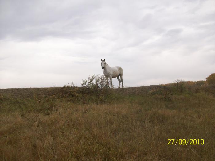 конек горбунок