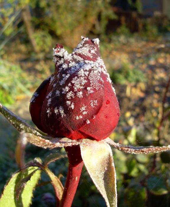 Осенний заморозок.