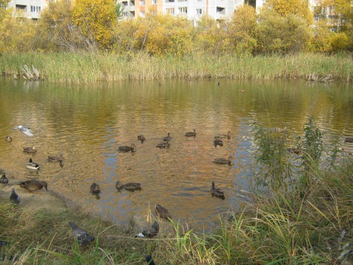 утинная заимка Н.Е