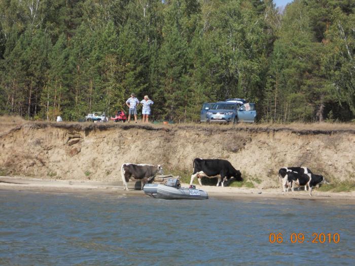 Якут на море обжился, коровок завёл.
