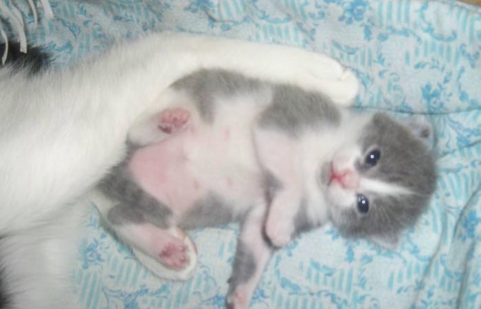 Кот Митяй