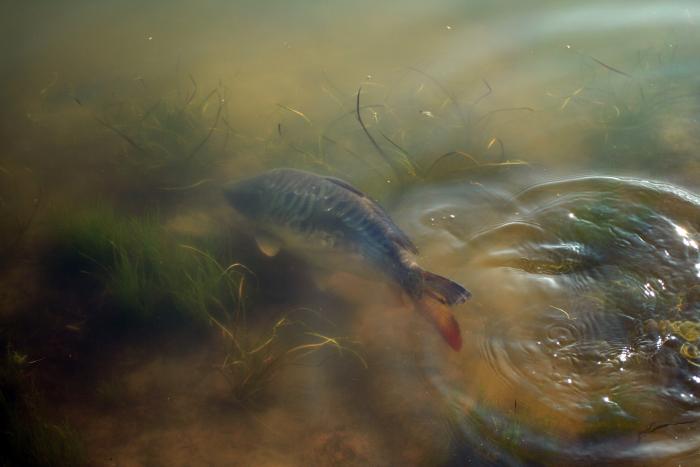 в воде