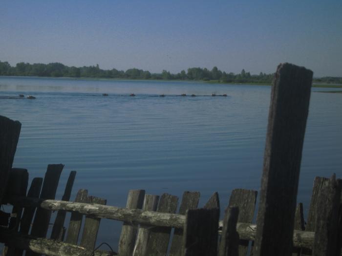 Поплыли на луга