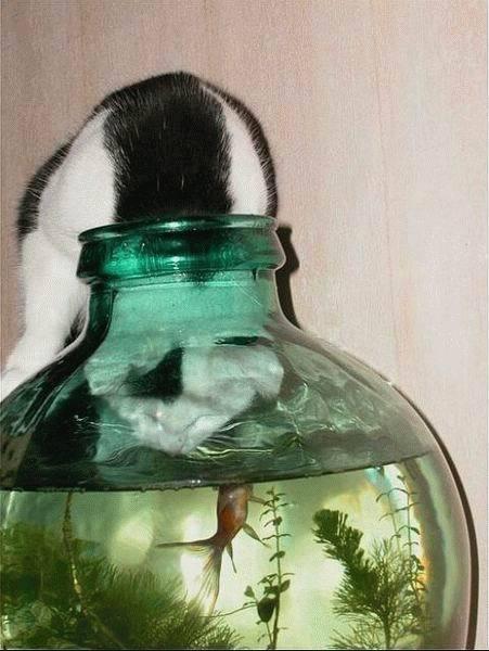 Кот рыбалов