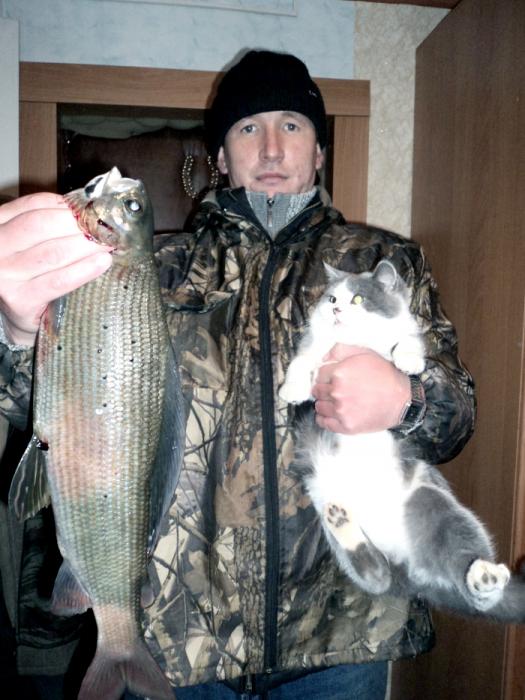 Хариус, осень 2010г. Телецкое озеро.