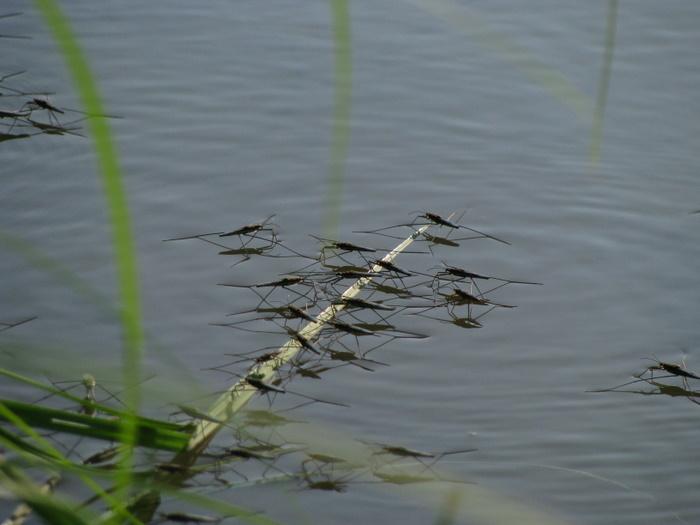 Водомерки