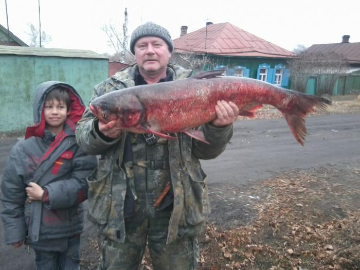 Вот такую рыбину поймали наши рыбаки из нащей компании 4 ноября на Оби. По видимому это толстолобик