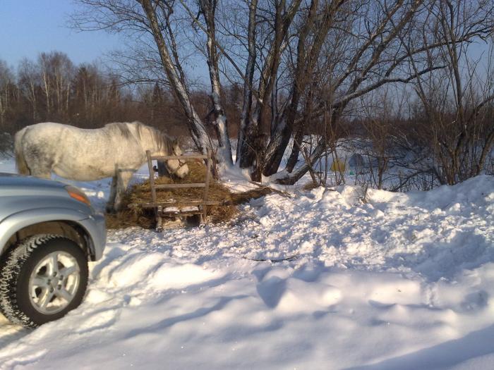 И конь  на рыбалке