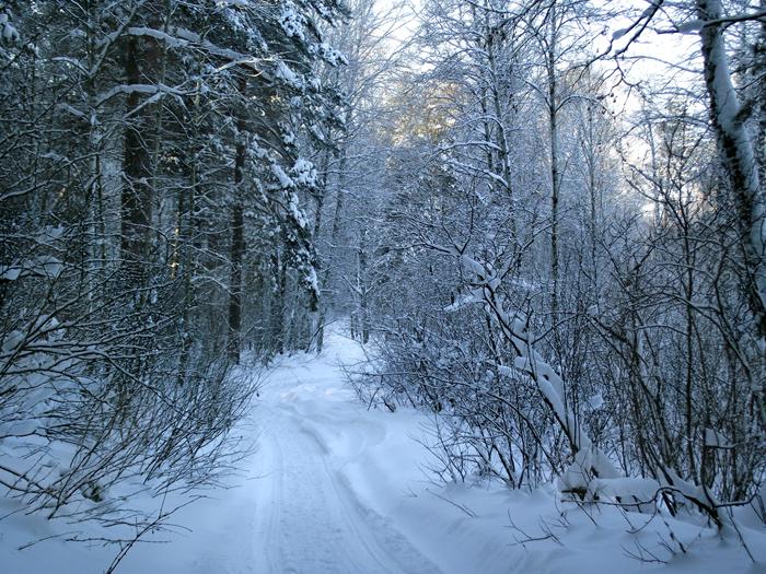 Лесная дорожка.