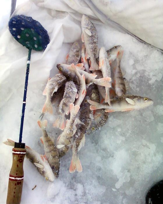 Сегодня на безнасадку