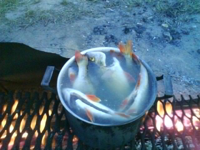 уха из окуней