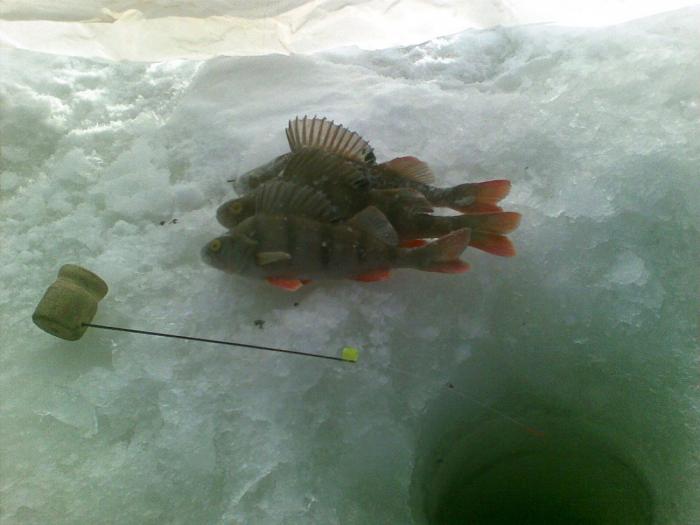 Морозная свежесть :))