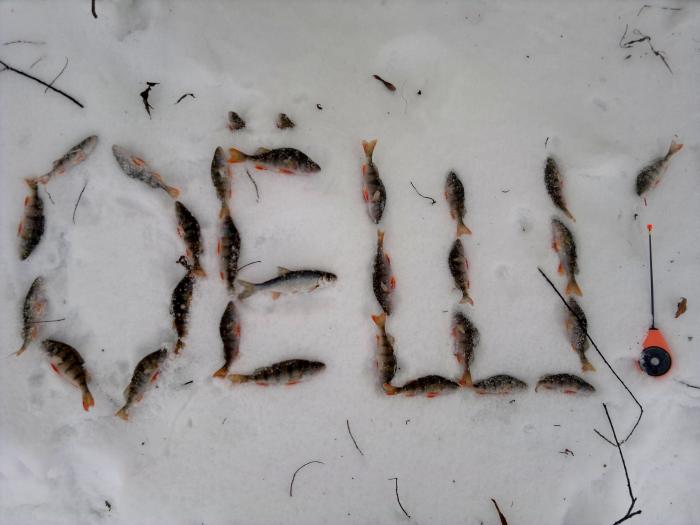 Здесь рыбы нет!