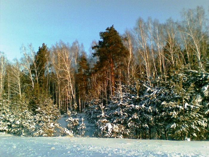 Зимний лес.