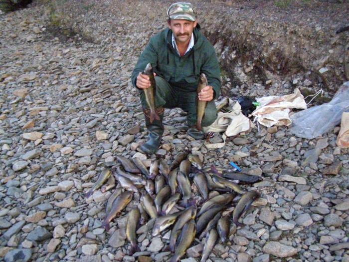 Один из самых больших уловов - 37 хариусов (5,5 часов рыбалки и 6км по реке). Фото при полярном дне.