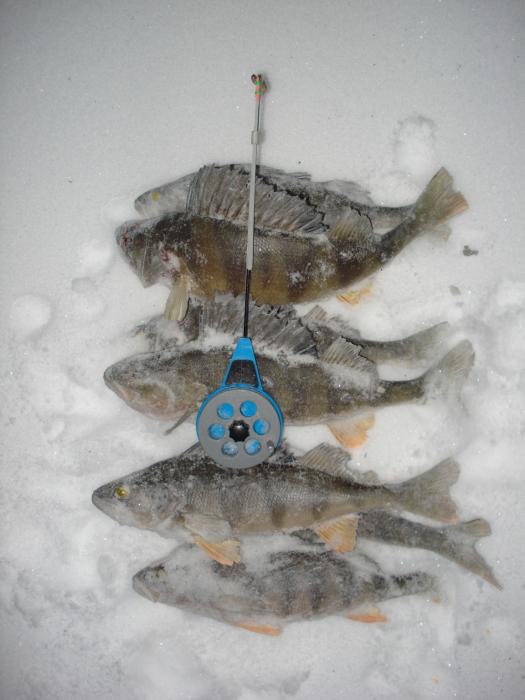 на мормышку